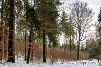 Förster von Hirschberg für Umbau zu witterungsresistentem Wald ausgezeichnet - freiepresse.de