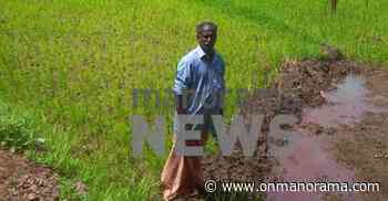 Summer showers dash hopes of paddy farmers, one hangs - Onmanorama