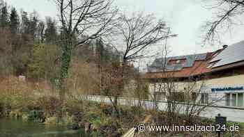 Biber untergräbt die Straße – Deswegen muss in Burghausen das Ufer verbreitert werden