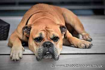 Number of Alabama rot cases found in Bolton on Vets4Pets map - The Bolton News