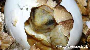 "Non tutte le uova hanno la sorpresa", la Pasqua al Bioparco di Roma