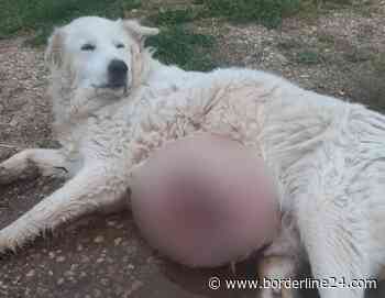 Rutigliano, cane abbandonato e con tumore: “Tremava, messo fine alla sofferenza” - Borderline24.com
