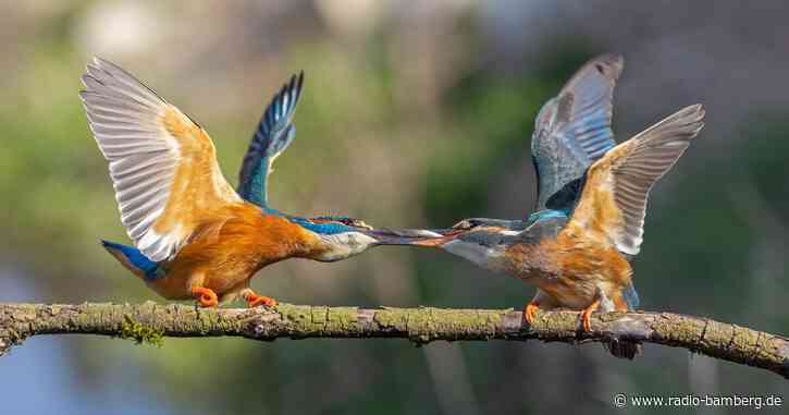 Eisvögel nicht durch Fotografieren verschrecken