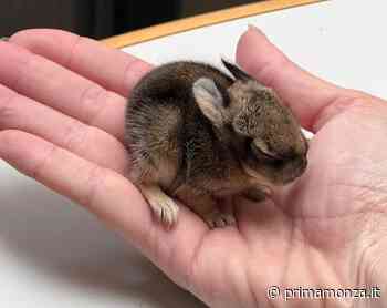 Minilepre predata da un gatto. Salvata e portata al rifugio di Monza - Prima Monza