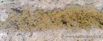 Parco di Monza, riparte la mobilitazione per i rospi smeraldini - Il Cittadino di Monza e Brianza