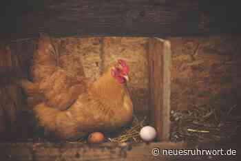 Archäologen: Seit 2.400 Jahren essen Mitteleuropäer Hühnereier - Neues Ruhr-Wort