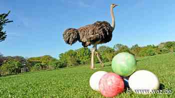 Ostereier in XXL: Saisonbeginn auf der Straußenfarm in Essen - WAZ News
