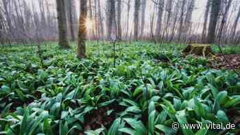6 Gründe, jetzt mehr Bärlauch zu essen - Vital