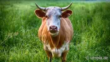 Stell dir mal vor, du müsstest keine Tiere mehr essen! - Utopia