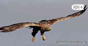 Seeadler in Schleswig-Holstein: Bestand stabil trotz Gefahren