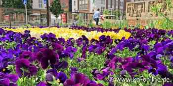 Bundesgartenschau in Rostock wird deutlich teurer als geplant