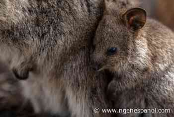 ¿Los quokkas sacrifican a sus bebés para defenderse y salir libres de sus depredadores? - National Geographic en Español
