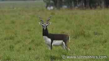Estancia se convierte en reserva con animales nativos y exóticos libres - Última Hora