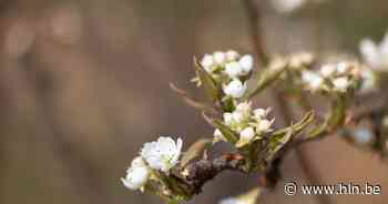 De bloesems bewonderen? Alken biedt extra parkeerplaatsen aan - Het Laatste Nieuws