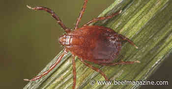 Cattle producers should be on the lookout for new tick species