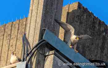 Falcons make family home on top of Ealing Hospital