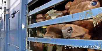 Brandenburg verbietet Tiertransporte nach Russland, Belarus und in die Ukraine