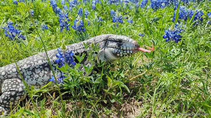 We asked for photos of pets in bluebonnets, then we got these