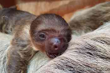 Baby sloth takes keepers by surprise at zoo - Ealing Times