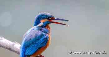 Eisvögel in Bamberg bedrängt: Unbedachte Fotografie stört Brutzeit