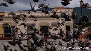 En algunos países está prohibido: UNAM explica los riesgos de darle de comer a las palomas - Uno TV Noticias