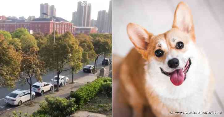 This Must End - Gov't COVID Worker Beats Corgi to Death as It Chases After Owner Being Taken to Quarantine