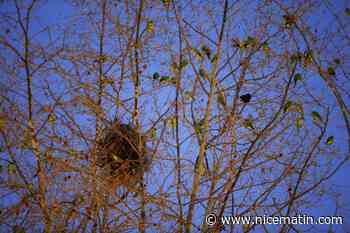 Des colonies de perruches envahissent la place De-Gaulle à Antibes