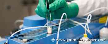 Le traitement oral contre la COVID-19 mérite d’être mieux connu, selon la Dre Tam