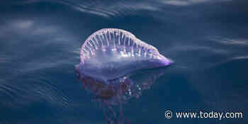 Why spring break beachgoers should be aware of the Portuguese man-of-war