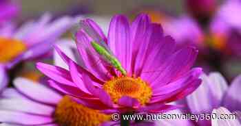 Be a Better Gardener: Attracting beneficial bugs to the garden - Hudson Valley 360