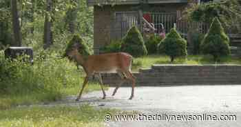 Master Gardener: Deer can take a big bite out of your garden - The Daily News Online