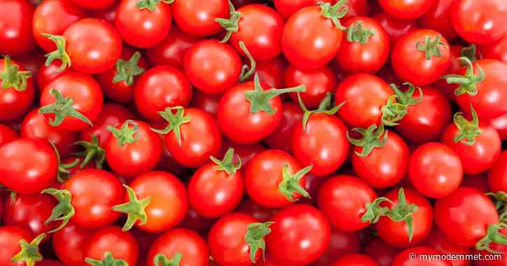 Backyard Gardener Grows Record-Breaking 1,269 Tomatoes on One Vine - My Modern Met