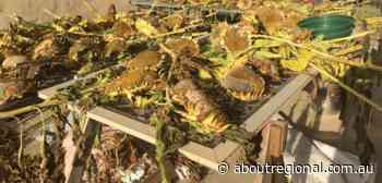 Bega gardener helps cultivate new seed savers group in Snowy Monaro - About Regional