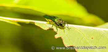 Ask the Master Gardener: Emerald ash borer isn't here yet, and we should do our best to keep it that way - Brainerd Dispatch