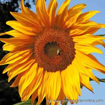 Master gardener volunteers' spring garden party se | News, Sports, Jobs - Martins Ferry Times Leader