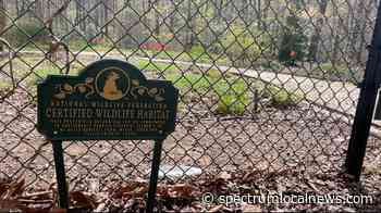 Native plant gardener helps save native wildlife - Spectrum News