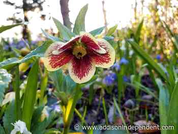 Ask a master gardener: Hellebores, herald of spring - Addison County Independent