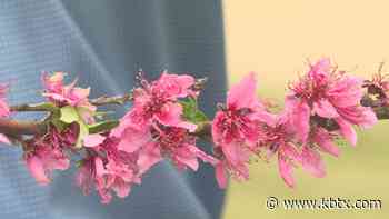 Weekend Gardener: Thinning your trees for fruit growth - KBTX