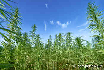 La canapa fa bene ad ambiente ed economia: nasce a Carpi un comitato per promuoverne la filiera - COOPERATIVA RADIO BRUNO srl