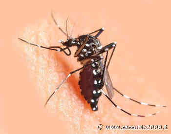 Nella lotta alla zanzara tigre a Carpi arrivano i maschi sterilizzati - sassuolo2000.it - SASSUOLO NOTIZIE - SASSUOLO 2000