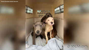 Fresno Humane asks for donations to help treat abandoned puppies sick with parvo