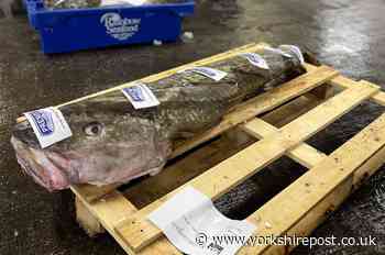 Grimsby fish trader buys 6ft cod thought to be the biggest ever caught in the North Atlantic - The Yorkshire Post