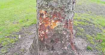 'Status' dog owners damaging Grimsby park trees to strengthen jaws - Grimsby Live