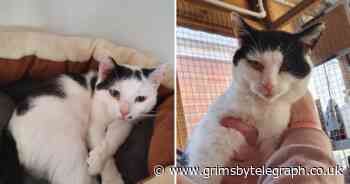 The Grimsby cats desperate for a forever home including brothers Carl and Nigel - Grimsby Live