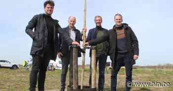 Oudste windmolen van Eeklo vervangen door… 'boom van het volk' - Het Laatste Nieuws