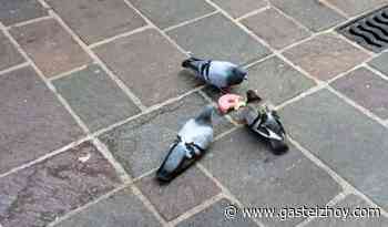 ¿Por qué no hay que alimentar a las palomas? - Gasteiz Hoy