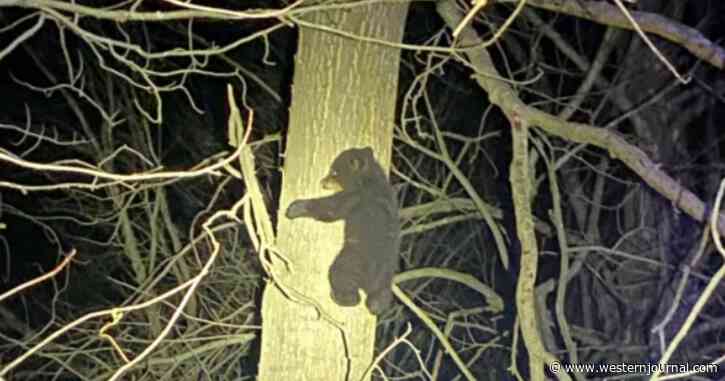 Police Perform Unusual Rescue After Mama Bear and Two Cubs Are Hit by Car