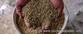 Le secteur des grains sème ses attentes électorales 2022