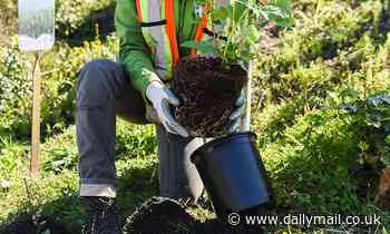 Amazon customers in the US can donate $1 to plant a tree using Alexa
