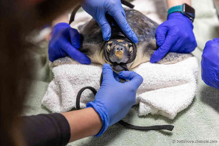 Acupuncture Helps Sea Turtle Recover From Injuries At Baltimore’s National Aquarium